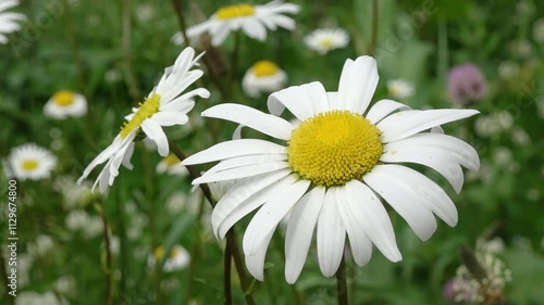 Close-Up: Flowers under the sunlight.