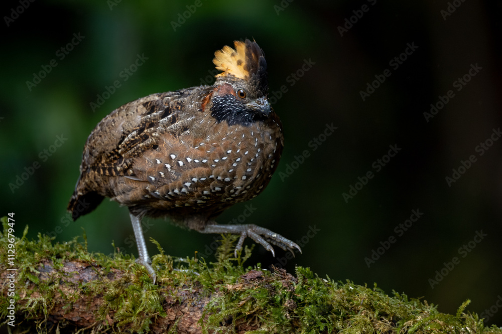 Spotted wood quail in Costa Rica Spotted wood quail in Costa Rica