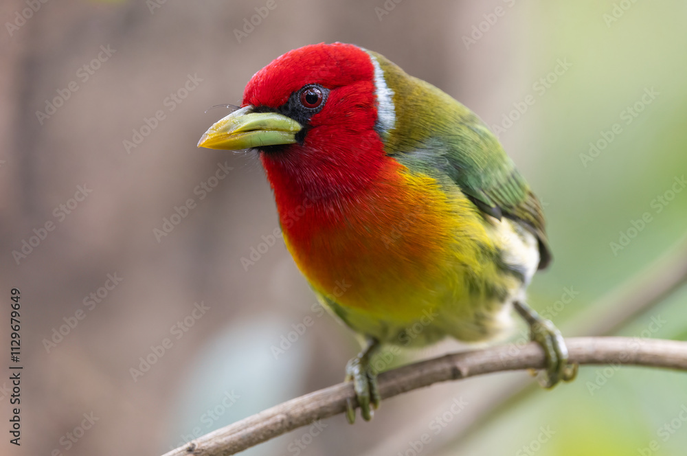 Fototapeta premium Red-headed barbet in Costa Rica