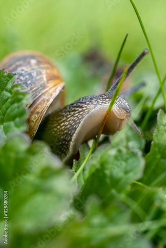 Schnecke