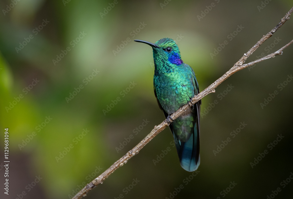 Fototapeta premium A hummingbird in the rainforest of Costa RIca 