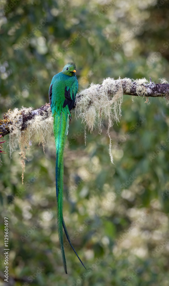 Obraz premium A quetzal in Costa Rica