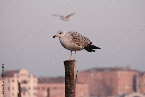 seagull on the pier