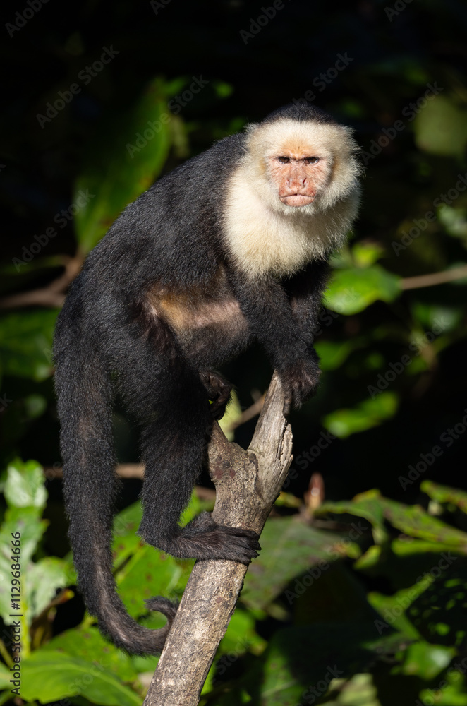 White-faced capuchin monkey in Costa Rica White-faced capuchin monkey in Costa Rica