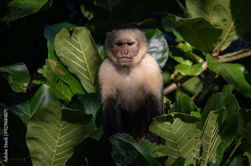 Canvas Print White-faced capuchin monkey in Costa Rica