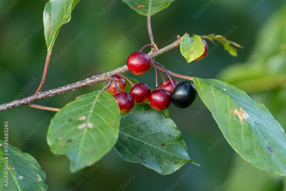Close-up of mature and immature fruit of Alder buckthorn shrub on a late summer day in rural Estonia, Northern Europe Close-up of mature and immature fruit of Alder buckthorn shrub on a late summer day in rural Estonia, Northern Europe