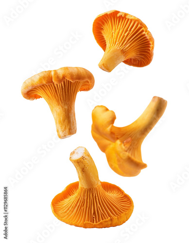 Fresh chanterelle mushrooms falling on transparent background