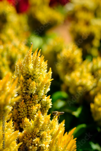A bee on a yellow flower in the winter in Thailand.