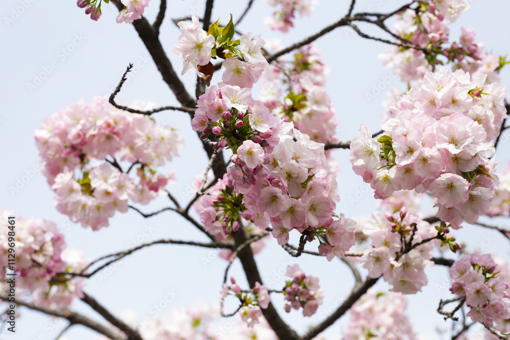 Branches of sakura flowers, cherry blossom Branches of sakura flowers, cherry blossom