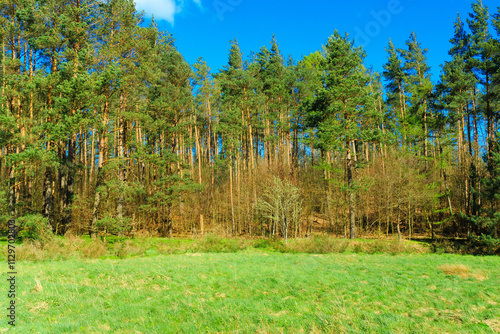 Wild, green meadow in forest. Kashubia Poland. photo