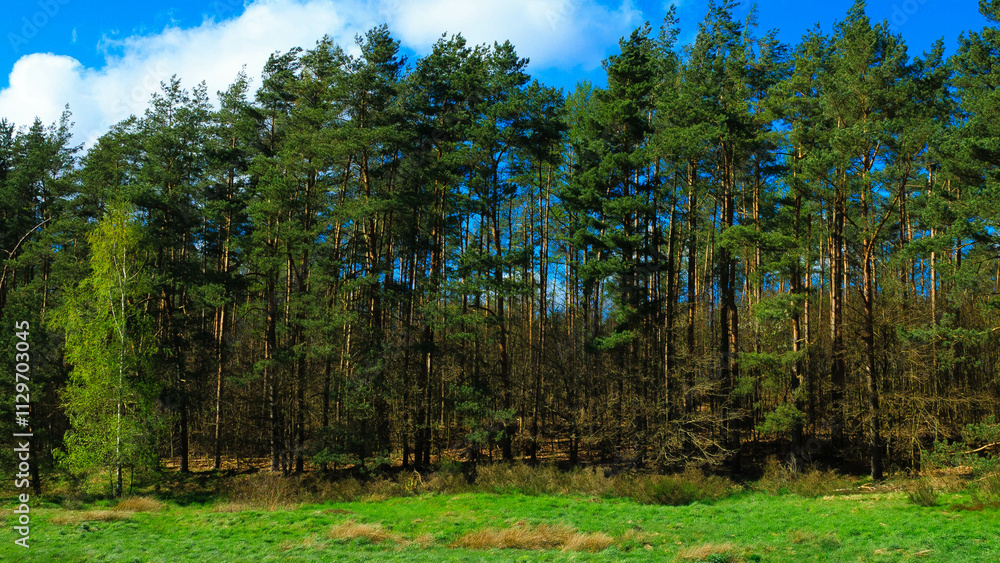 Green trees against blue sky. Natural background. Green trees against blue sky. Natural background.