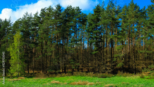 Green trees against blue sky. Natural background. photo