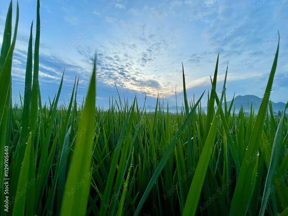 Obraz premium beautiful background of morning green rice, blue sky with beautiful white clouds