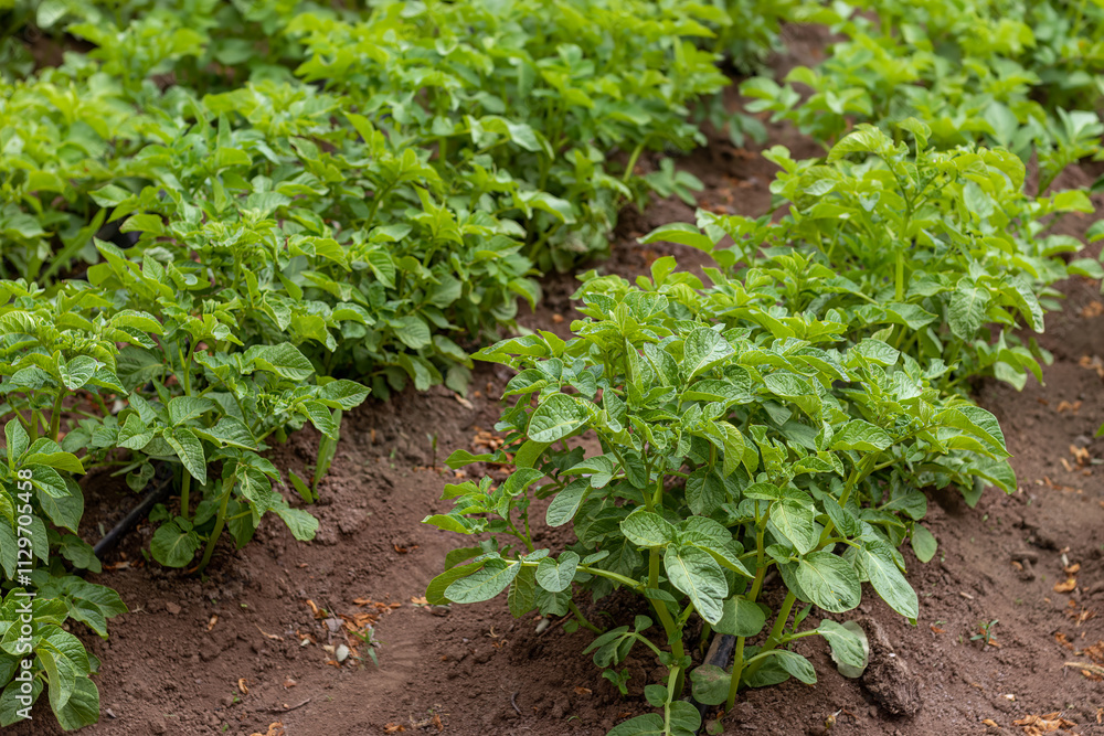 Young potato bushes before flowering. Solanum tuberosum. Potato plants. Potato plantation Young potato bushes before flowering. Solanum tuberosum. Potato plants. Potato plantation
