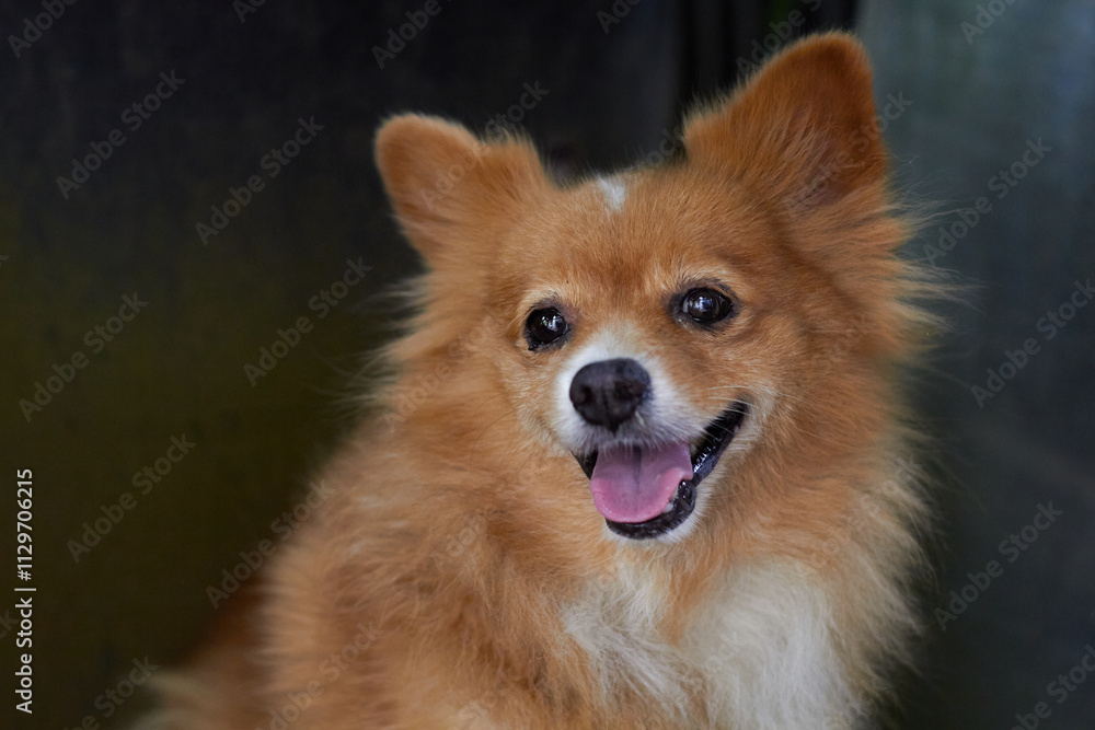 Brown Pomeranian dog Brown Pomeranian dog