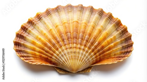 Scallop isolated on white background, scallops, seafood, shellfish, delicacy, gourmet, fresh, ocean, marine, protein, cuisine