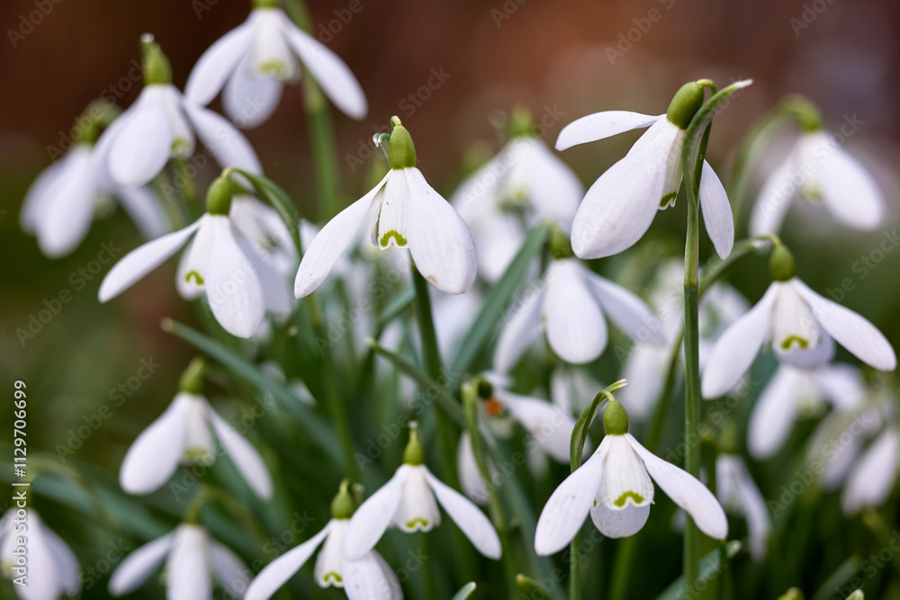 Flowers, nature and garden with spring, growth and plants, blossom and bunch of flora outdoor. Green, petal and closeup with grass, leaf and natural environment with bud, backyard and white snowdrop Flowers, nature and garden with spring, growth and plants, blossom and bunch of flora outdoor. Green, petal and closeup with grass, leaf and natural environment with bud, backyard and white snowdrop