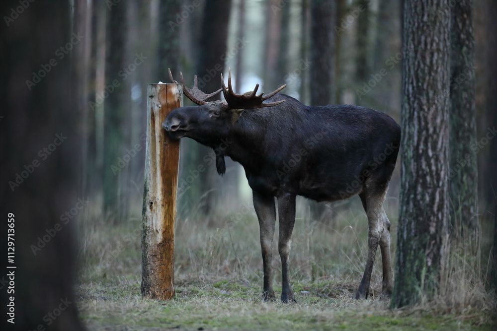 Fototapeta premium Łoś (Alces alces) moose