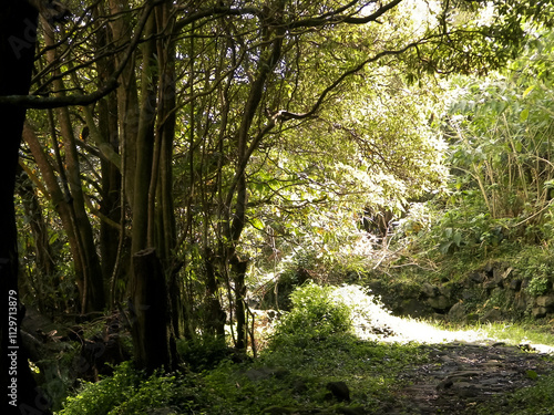 Tropical forest of Sao Miguel Island. Azores. photo