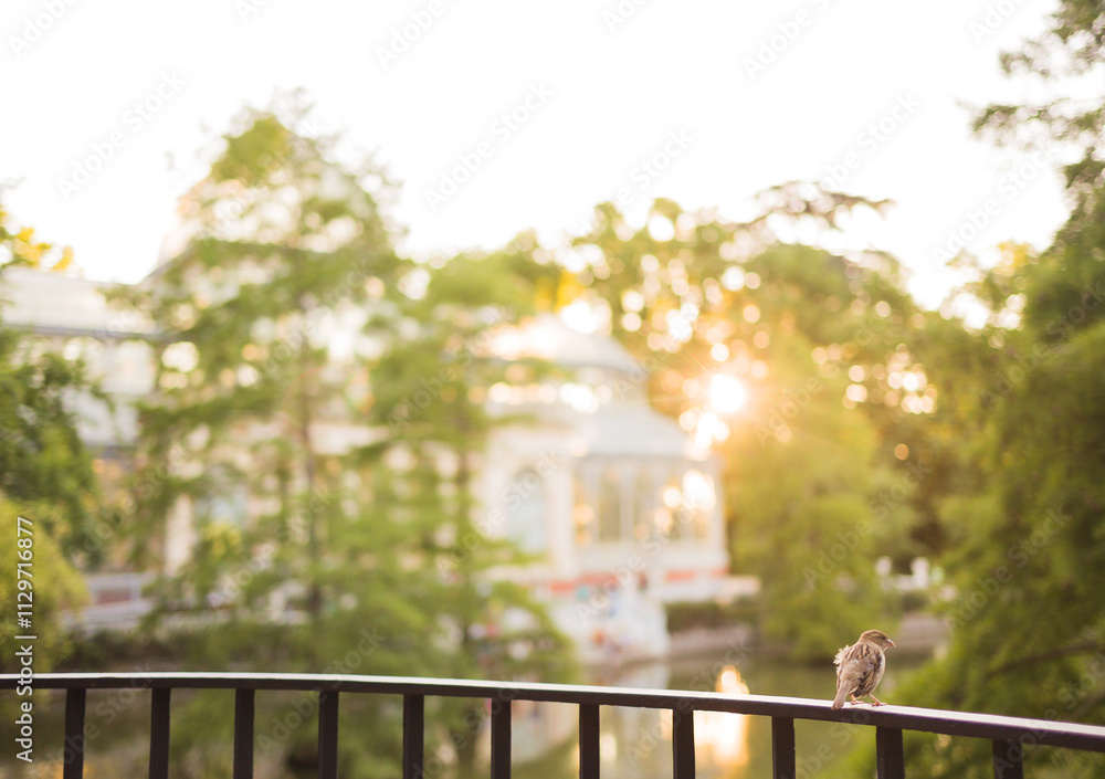 Small bird perched on railing in retiro park at sunset with crystal palace in background Small bird perched on railing in retiro park at sunset with crystal palace in background