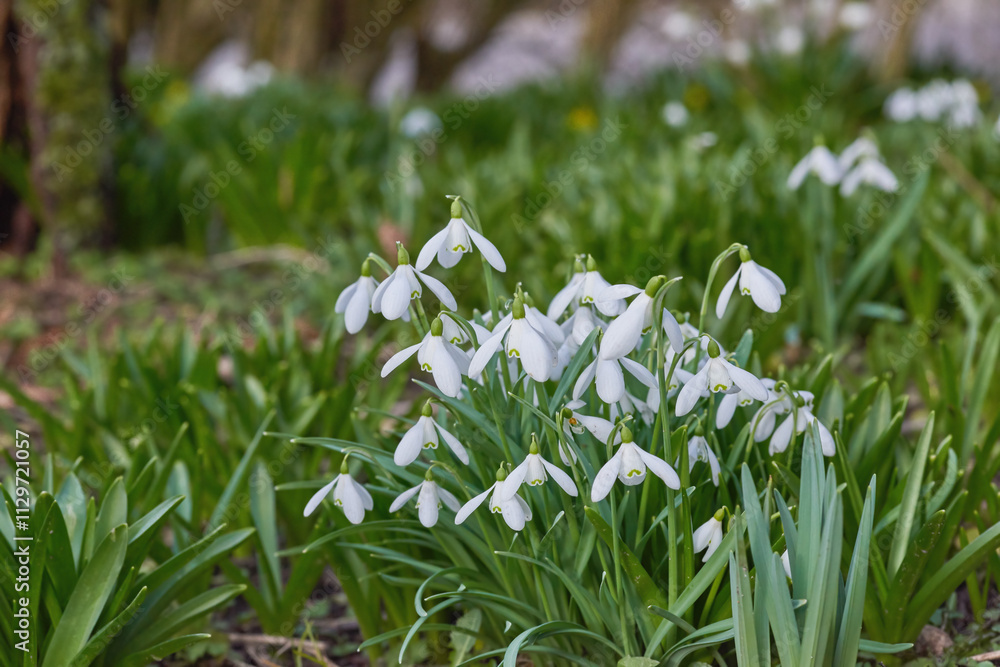 Obraz premium Flowers, lawn and garden with spring, growth and plants, blossom and bunch of flora in nature. Green, petal and park with grass, leaf and natural environment with bud, backyard and white snowdrop