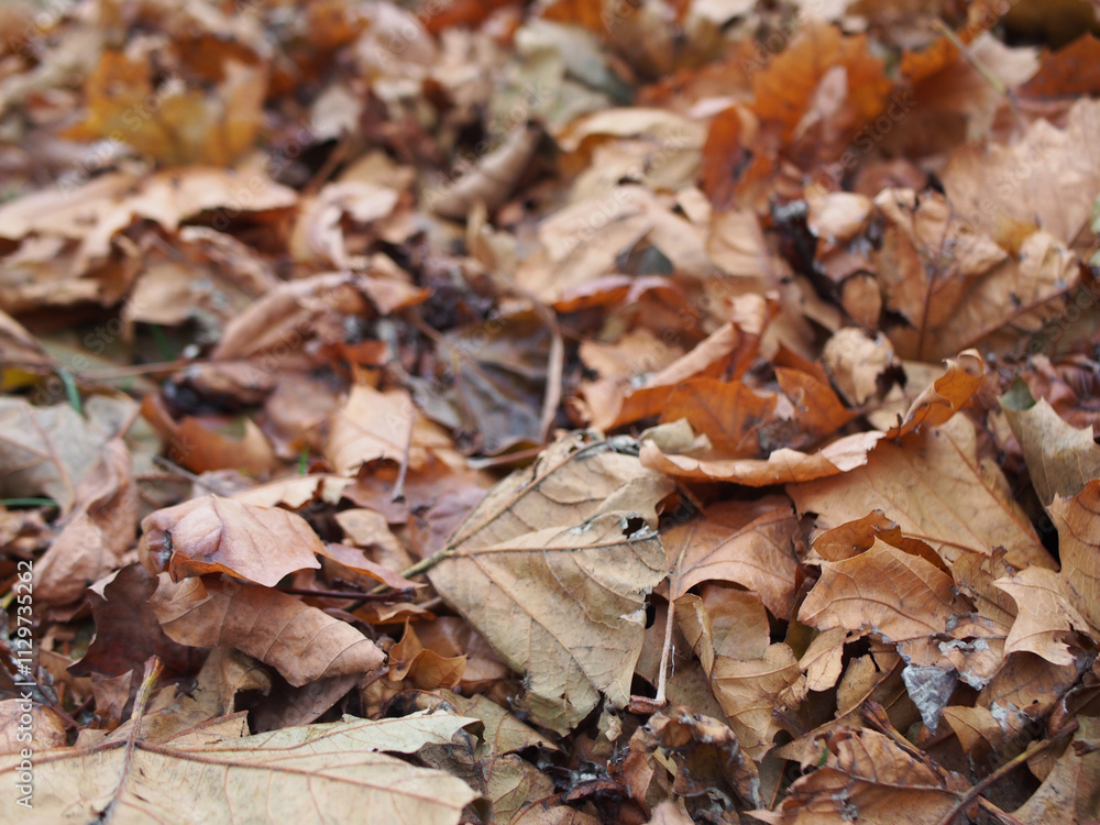 Close up of dry leaves in Bonn, Germany Close up of dry leaves in Bonn, Germany