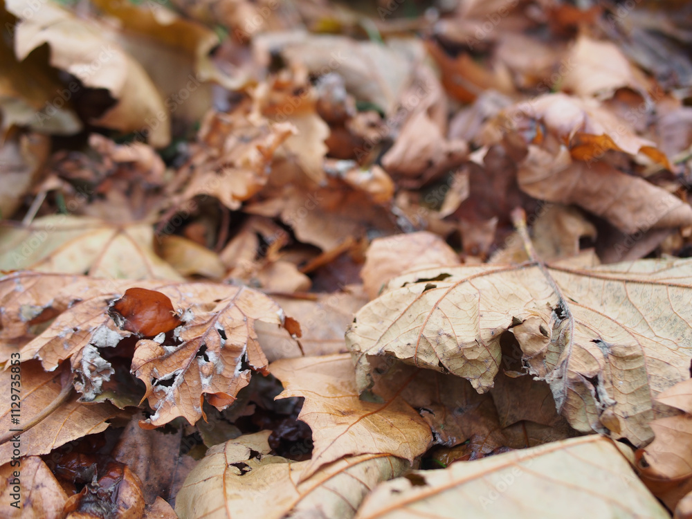 Close up of dry leaves in Bonn, Germany Close up of dry leaves in Bonn, Germany