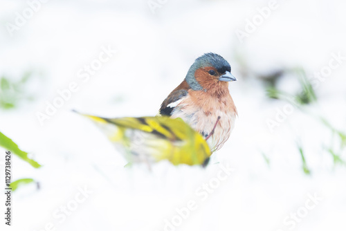 Chaffinch and a blurry Siskin in the foreground looking for food on the snow during a cold early spring day in rural Estonia, Northern Europe photo