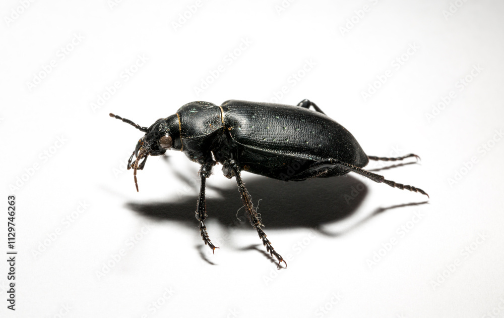 Carabus bessarabicus is a species of ground beetle from family Carabidae. Carabus bessarabicus is a species of ground beetle from family Carabidae.
