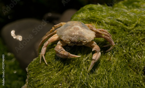 Liocarcinus depurator (Portunus plicatus), sometimes called the harbour crab, or sandy swimming crab. The fauna of the Black Sea. Dead animals. photo