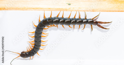 Scolopendra cingulata, also known as Megarian (Mediterranean) banded centipede. photo