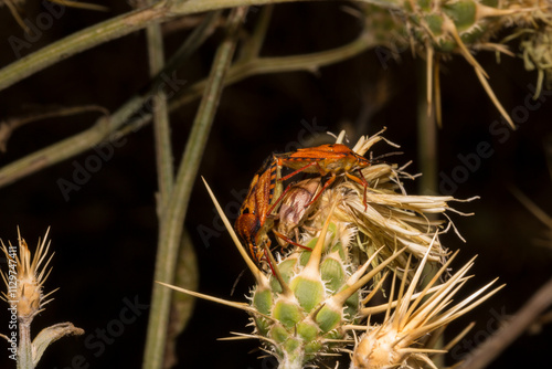 Carpocoris pudicus is a species of shield bug in the family Pentatomidae. Reproduction of insects. Male and female in the process of coitus. photo