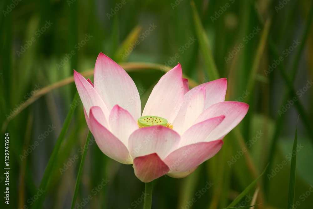 pink lotus flower