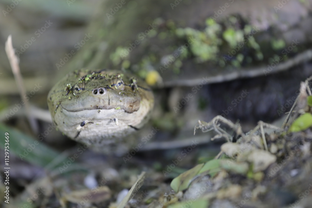 Fototapeta premium Tortuga acuática