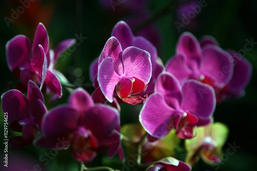 purple orchid flower