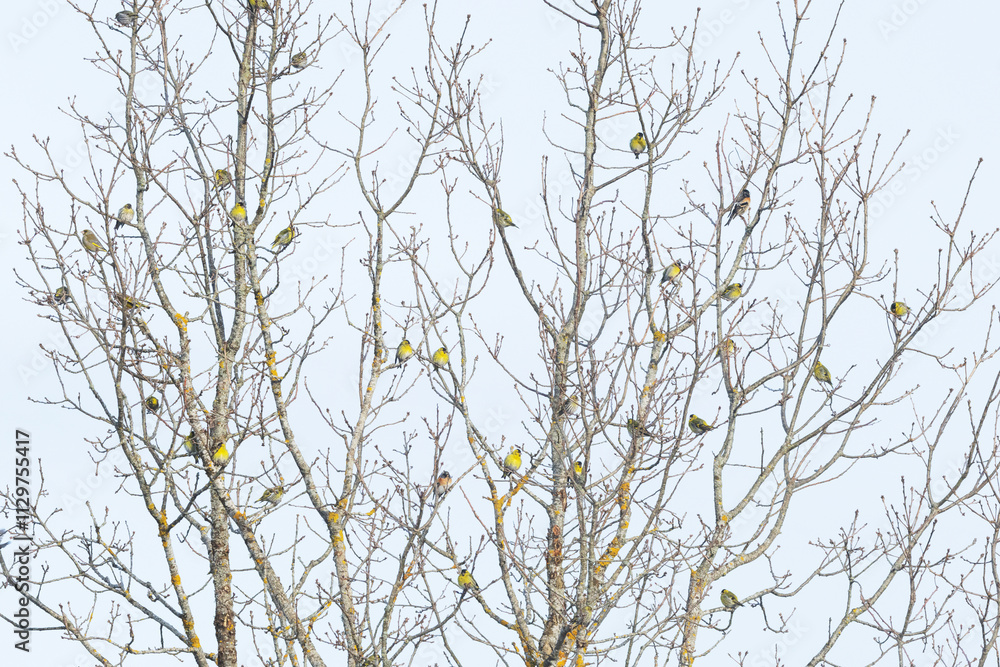 A flock of Siskins, Bramblings and Greenfinches perching on a tree during a spring migration stop in rural Estonia, Northern Europe A flock of Siskins, Bramblings and Greenfinches perching on a tree during a spring migration stop in rural Estonia, Northern Europe