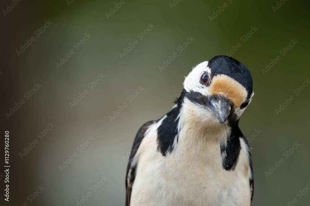 Close-up portrait of a thoughtful Great spotted woodpecker in a woodland in Estonia, Northern Europe Close-up portrait of a thoughtful Great spotted woodpecker in a woodland in Estonia, Northern Europe