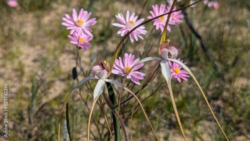 Spider orchids with a background of pink everlastings in Australia's natural bush photo