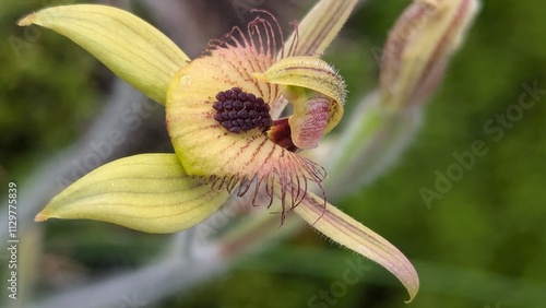 Dancing orchid spreading its petals photo