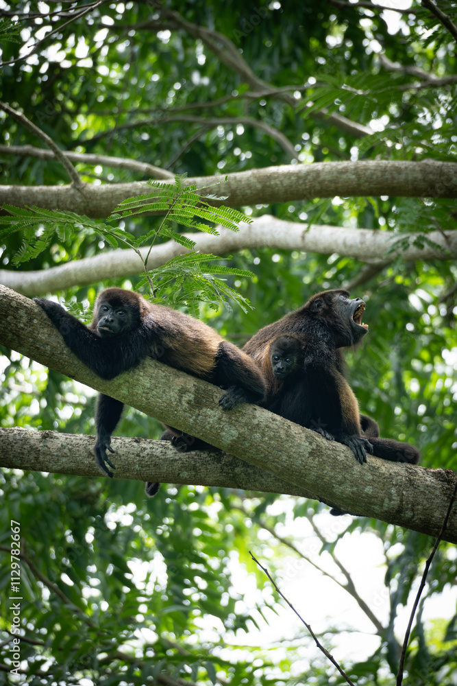 howler monkey family howler monkey family