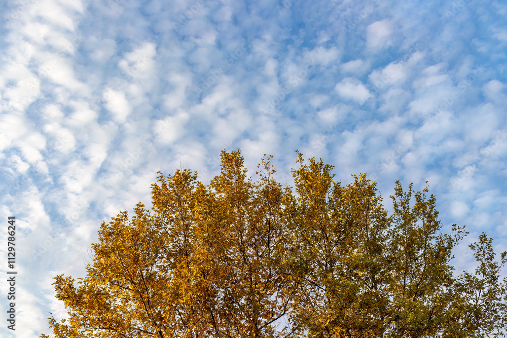 Treetop of plane tree with golden foliage. Sunlit top of huge sycamore tree with luxurious autumn foliage of golden color. Treetop of plane tree with golden foliage. Sunlit top of huge sycamore tree with luxurious autumn foliage of golden color.