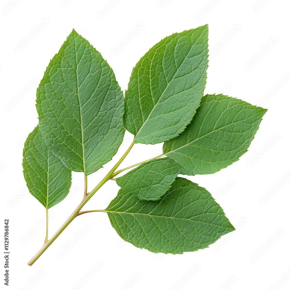 Five Vibrant Green Leaves on a Branch, Isolated on White Background Cutout Five Vibrant Green Leaves on a Branch, Isolated on White Background Cutout