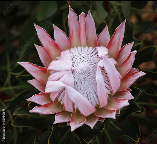 King Protea photo