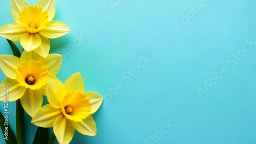 spring flowers, bouquet of yellow daffodils on light blue background