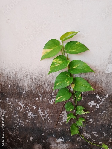 Golden Pothos with striking white variegation climbing up a concrete wall. The intricate patterns of the leaves create a visually appealing and organic texture for interior design, botanical, and natu photo