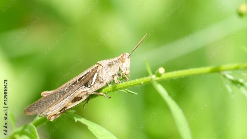A close-up shot of a grasshopper perched on a green leaf, feeding on tender grass in its natural habitat. The detailed texture and vibrant green background capture the essence of nature's simplicity. A close-up shot of a grasshopper perched on a green leaf, feeding on tender grass in its natural habitat. The detailed texture and vibrant green background capture the essence of nature's simplicity.