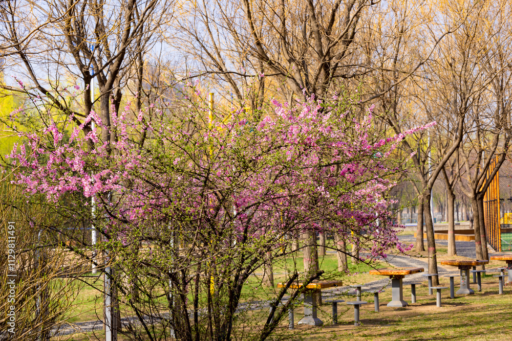 The scene of plants blooming with flowers in spring, with beautiful yellow and red spring flowers competing to bloom The scene of plants blooming with flowers in spring, with beautiful yellow and red spring flowers competing to bloom