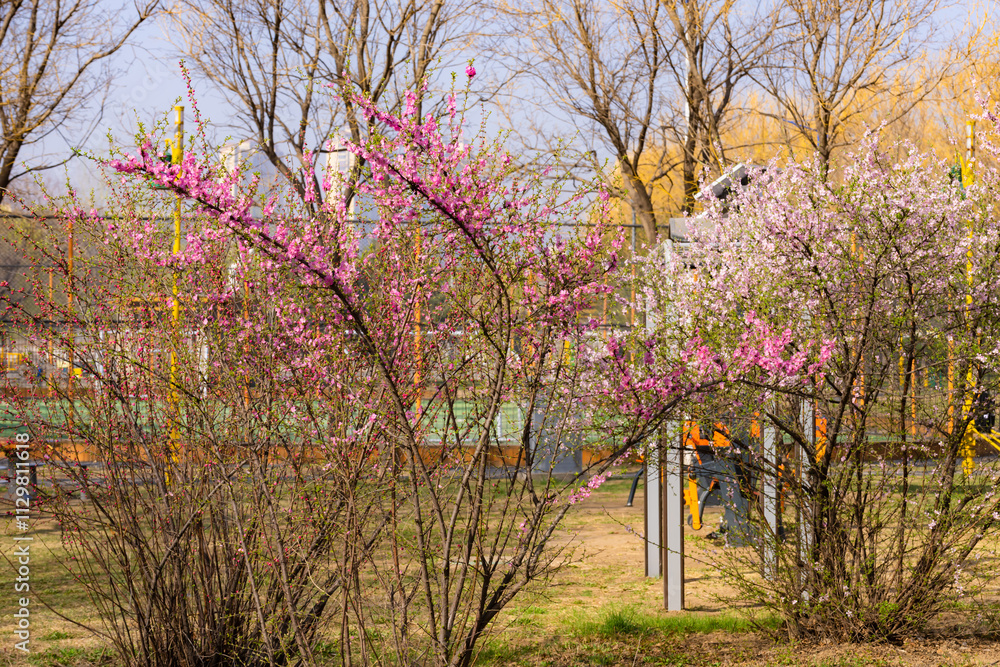 The scene of plants blooming with flowers in spring, with beautiful yellow and red spring flowers competing to bloom The scene of plants blooming with flowers in spring, with beautiful yellow and red spring flowers competing to bloom