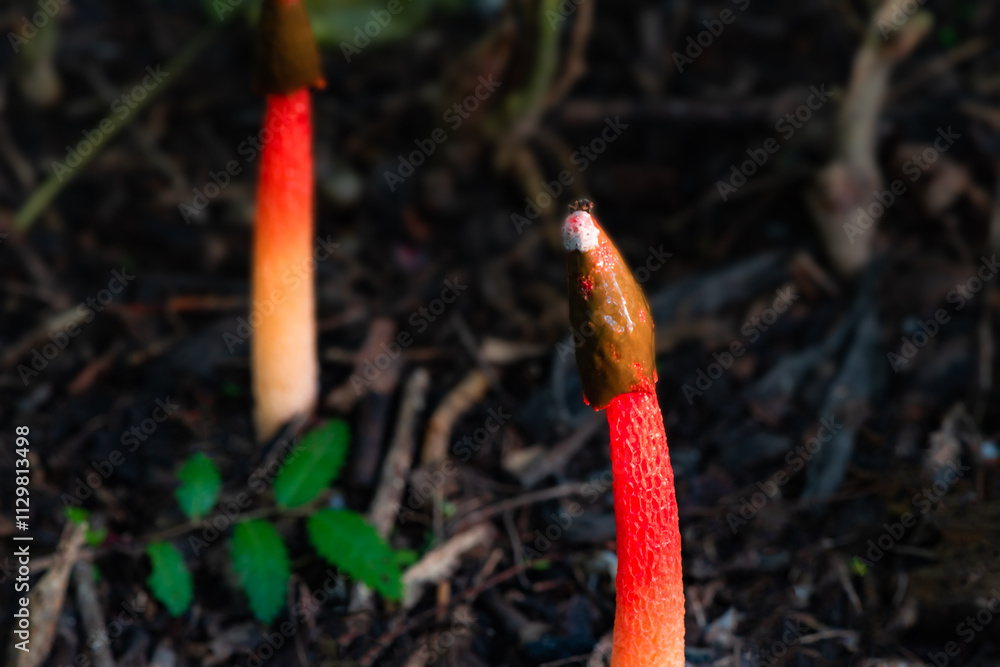 Mushrooms growing in fields with abundant humus - Red Ghost Pen Mushrooms growing in fields with abundant humus - Red Ghost Pen