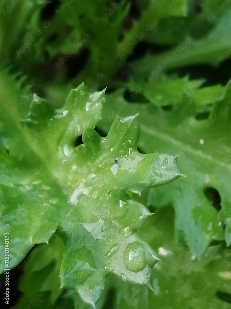 水玉 水玉